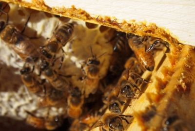 Keo ong tan – Lịch sử qua các thời đại